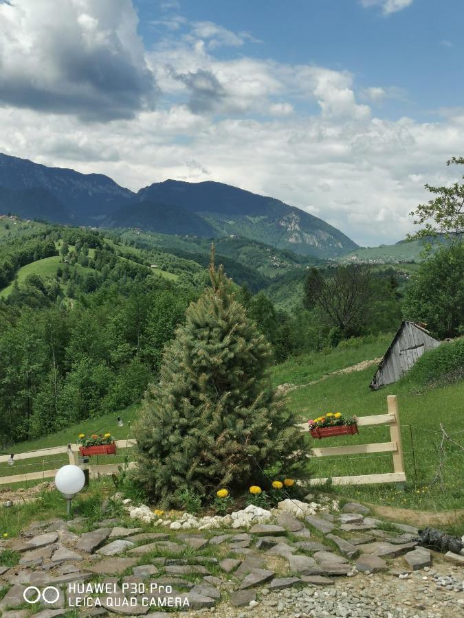 Cabanuta Din Munti Hotel Alsómoécs Kültér fotó